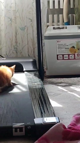 elena_pogozeva в LOOKY. #котики,#хвостики. #котики #хвостики [#...