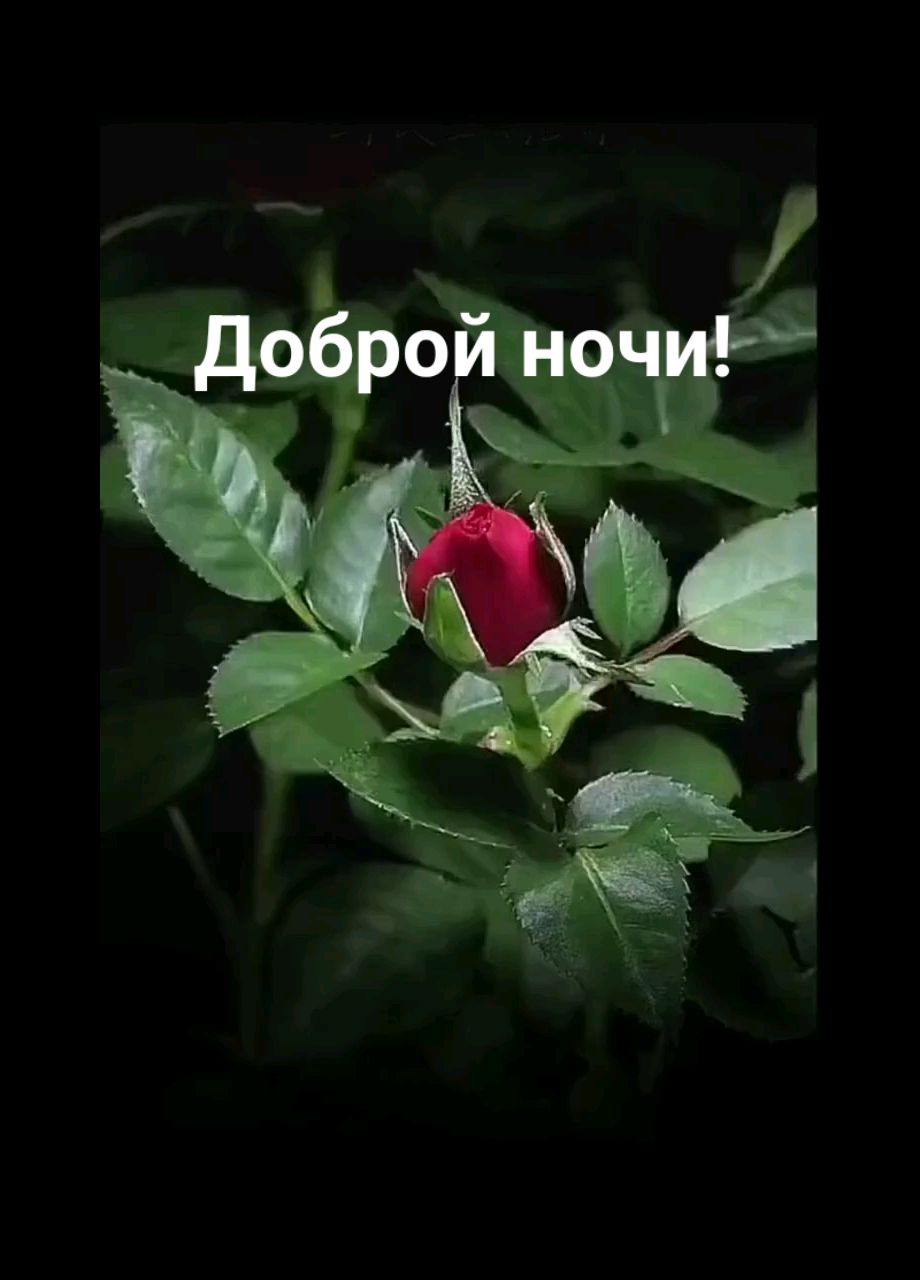 Инна in LOOKY. . Доброй Ночи!