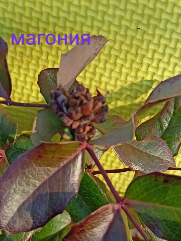 dendro_pro в LOOKY. #дендролог,#деревья. Весна идёт. Весне до...