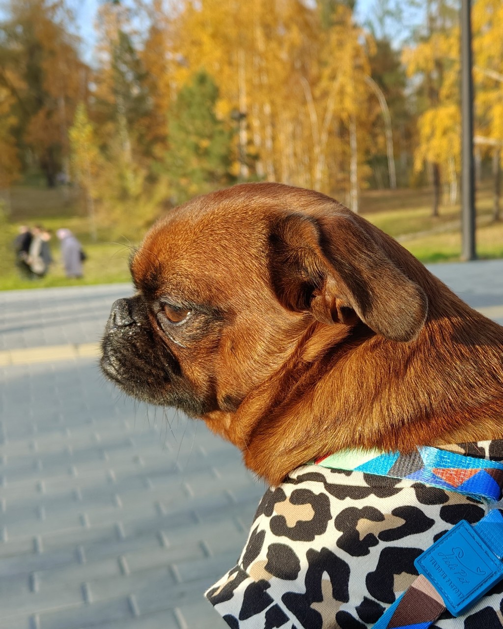 Дневник Агаши в LOOKY — Осень... Немножко грустно... Но очень красиво! 🍂

#осень #С