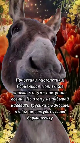 ВОЛК СЕРЫЙ в LOOKY — публикация