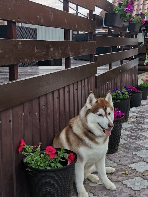 Константин Корзов в LOOKY. #хаски,#стая. Эмма 🤗 #хаски #стая