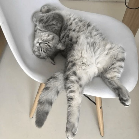 sl.cats в LOOKY. . 