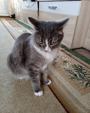 Looky_1706457116070 в LOOKY. #кошка,#хехе. #кошка #хехе