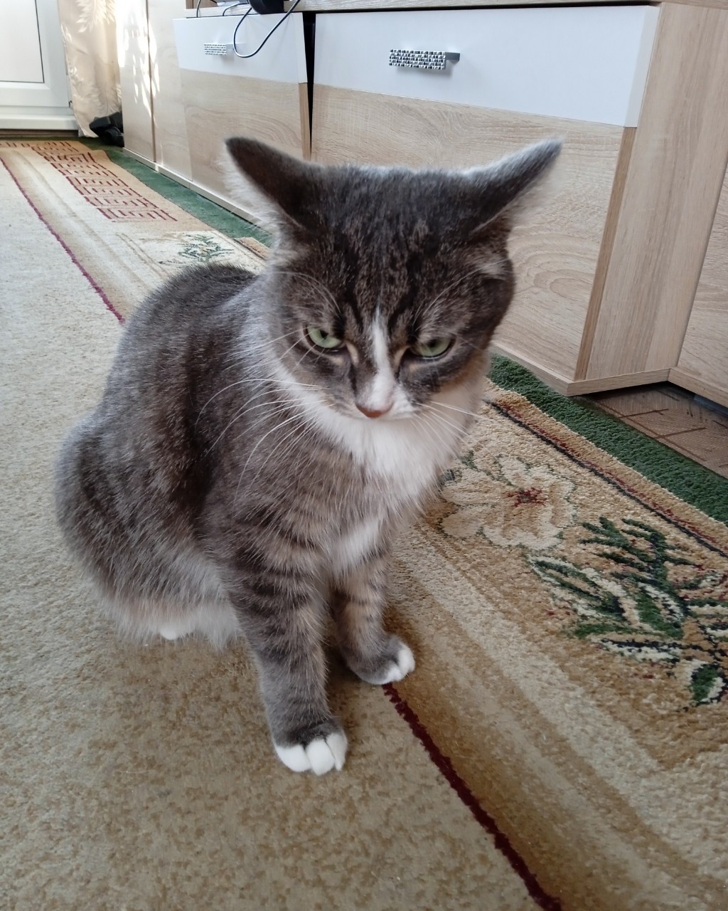 #кошка #хехе