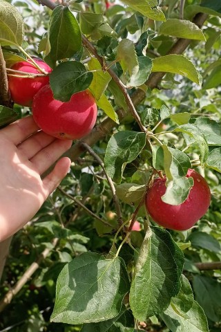 Светлана Гуляева в LOOKY. . Уже едим яблоки