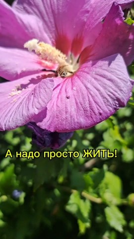 Looky_174103577226293 в LOOKY. . [#жизнь ](жизнь)[#ле...