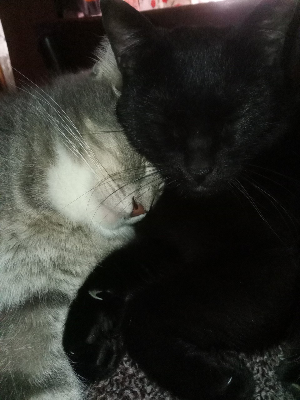 [#моикотымоебогатство ](моикотымоебогатство)[#котовасия ](котовасия)#котомоРдель#Юлик#Барсик😻😺
Доброго и прекрасного субботнего денечка вам, дорогие наши друзья!
Как отдыхается?
У нас сегодня праздник! У нашего блогера Барсика, он же #НейроБарсик(творческий псевдоним),он же Хрюша,он же Месье Хрюшо, он же Барсюша Хрюгер😽😉🤣🤣
Так вот,у Барсюни сегодня день варенья🤗
Нашему юному блогера сегодня исполнилось 2 года!
Молодой ещё😹
Вот,поздравляем его сегодня, братья тоже поздравляют и обнимают!
Фото с торжественной части  вместе с Юликом😻😺Делюсь 🤗
Всем прекрасного выходного и приветики всем от нашего именинника😽❤️
