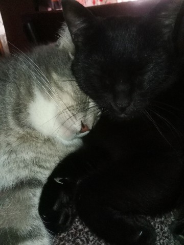 LComtesse в LOOKY. #НейроБарсик(творческий. [#моикотымоебогатств...