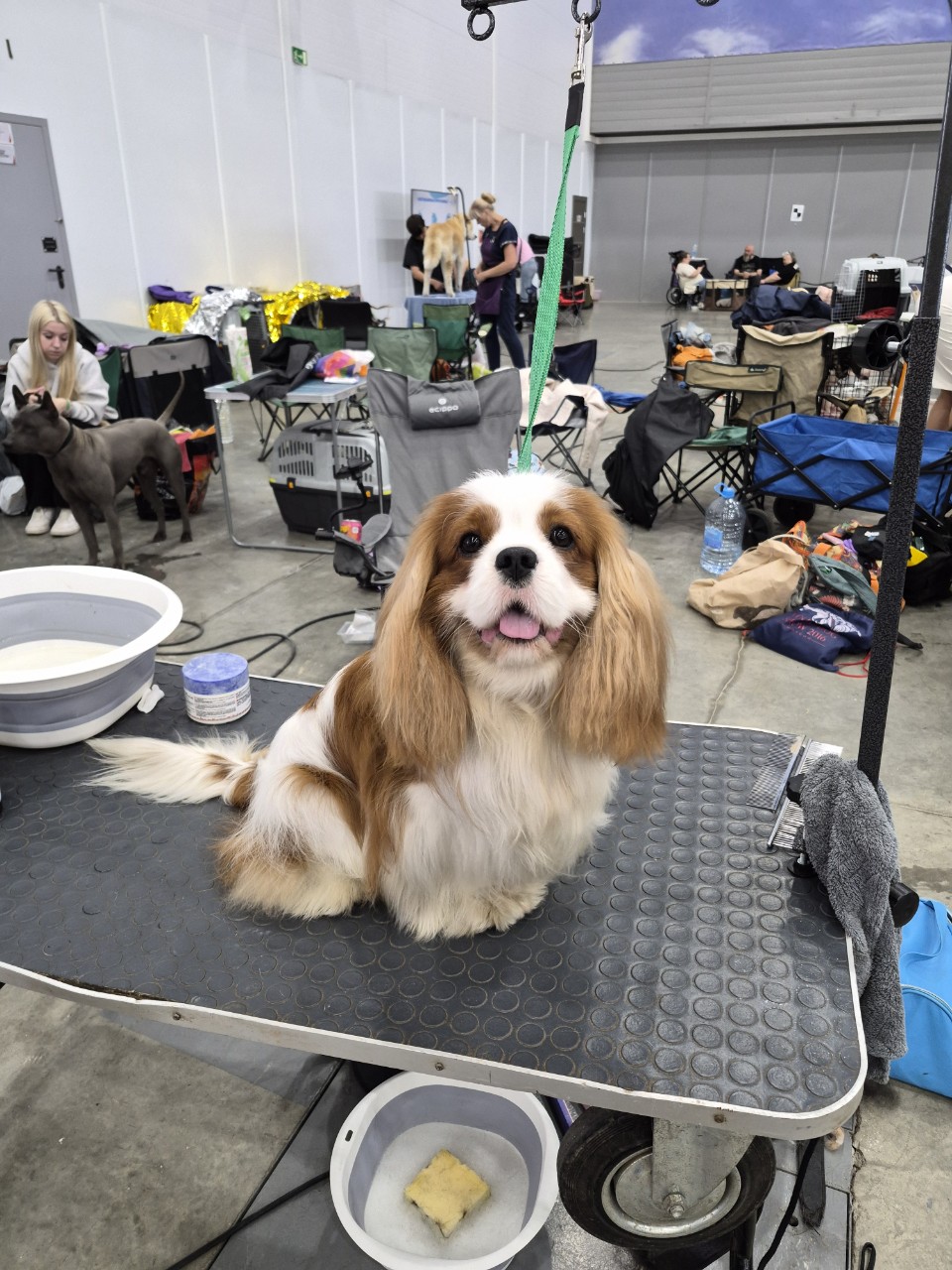 puppengame in LOOKY