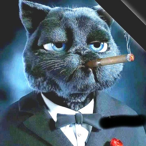 janumali556 в LOOKY. #Cat. #Cat