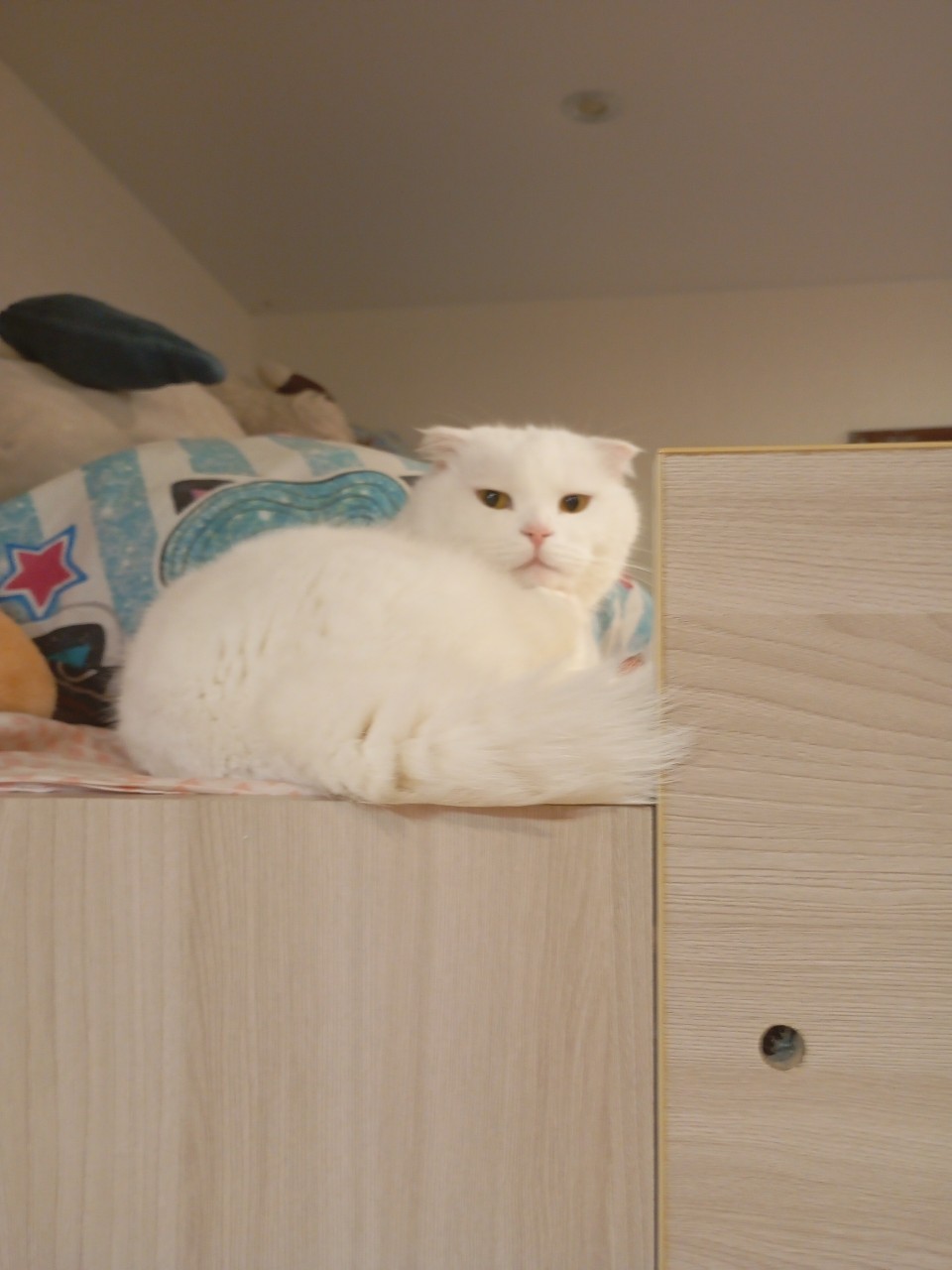 Кот Миша в LOOKY — Милашка
