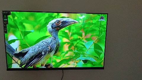 THE ORIGINAL в LOOKY. . The great hornbill (...