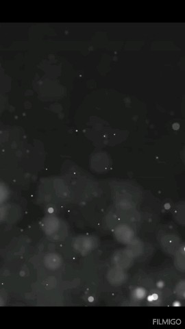 Looky_1702879597803 в LOOKY. . [#цветы](цветы) [#ав...