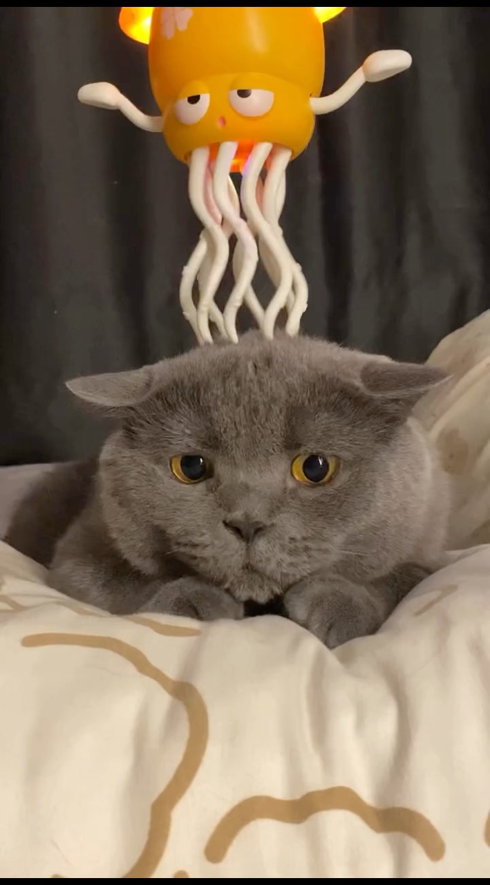 Looky_176434777057286 в LOOKY. #котики,#котята,#котикиправятмиром,#домашниеживотные,#котэ,#котейка. Кааайф😸 

#котики #...