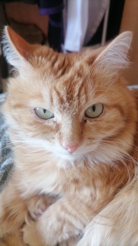 Smotri_Vokrug в LOOKY. #рыжий,#кот,#любимый. #рыжий #кот #любимый