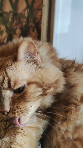 lapposergey78 в LOOKY. . Марсианин Котик