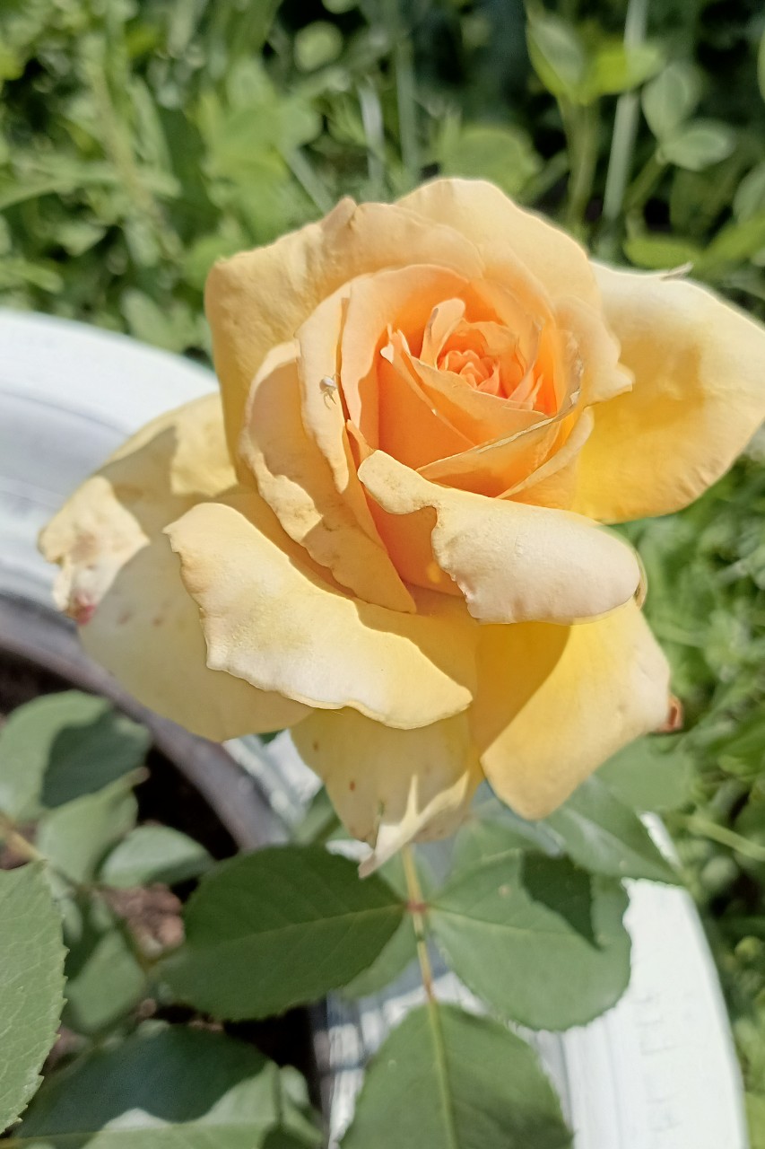 Ната Миро в LOOKY. . И снова розы 🌹 цвет...