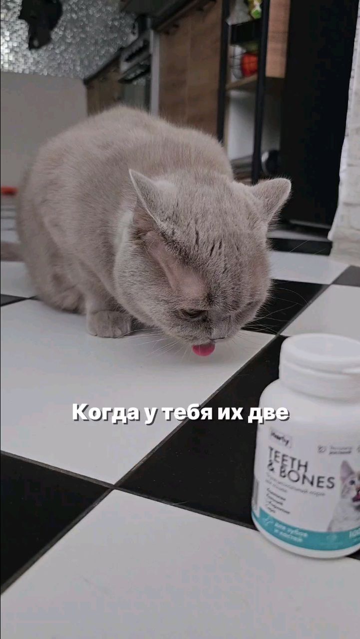 Harly_Miami в LOOKY. #cat,#кошка. Это была ОШИБКА оста...