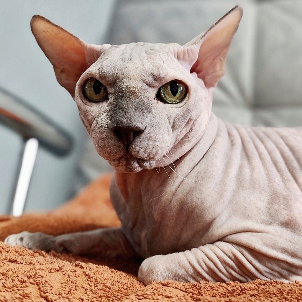 eva_sphynx_cat в LOOKY — фото 2