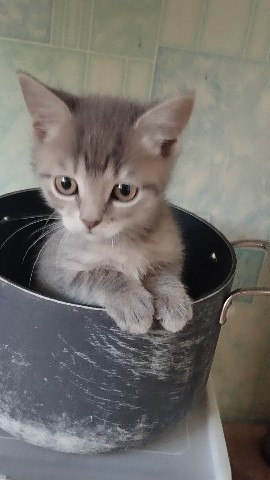 anutaax_ver_2.0 в LOOKY. . Что варить буднм? 😼