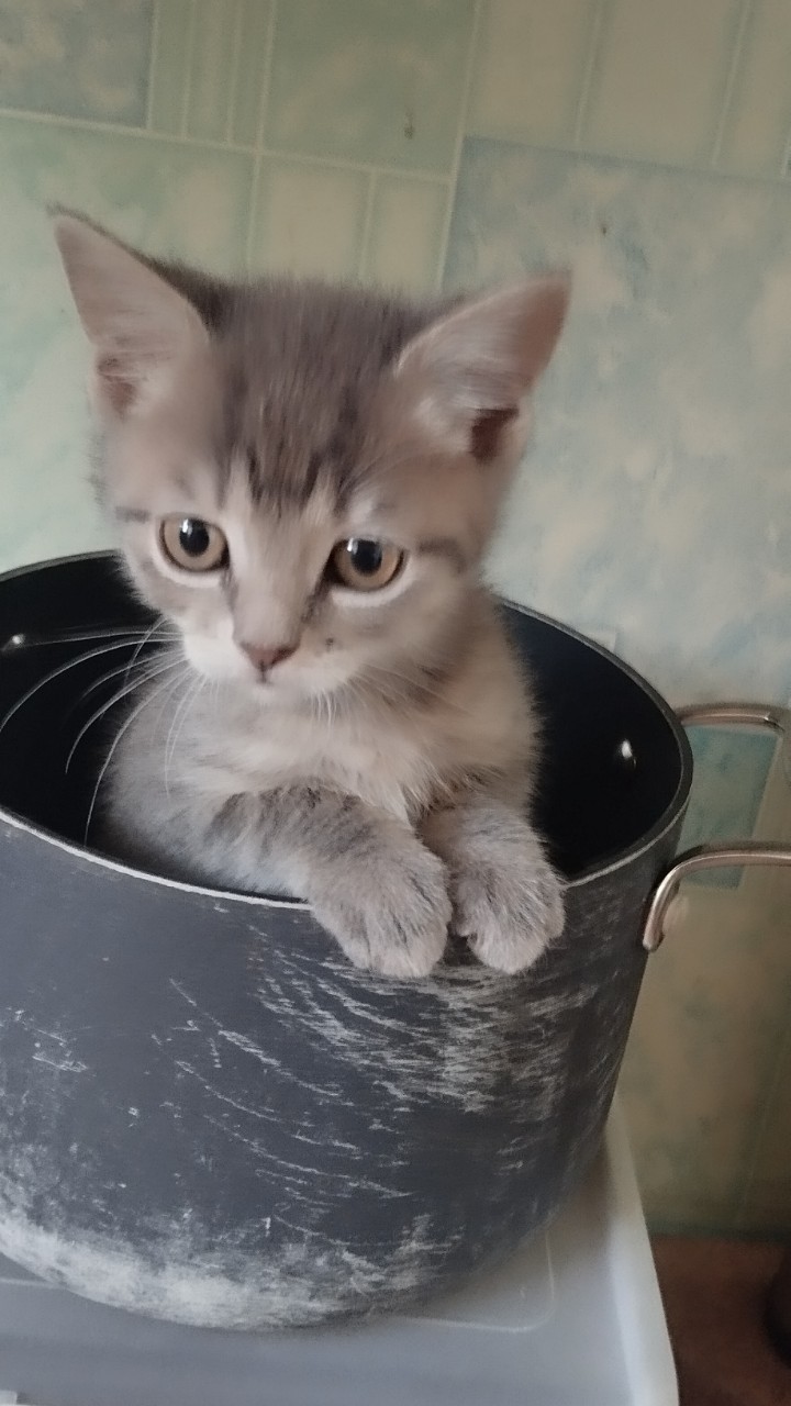 anutaax_ver_2.0 в LOOKY — Что варить буднм? 😼
