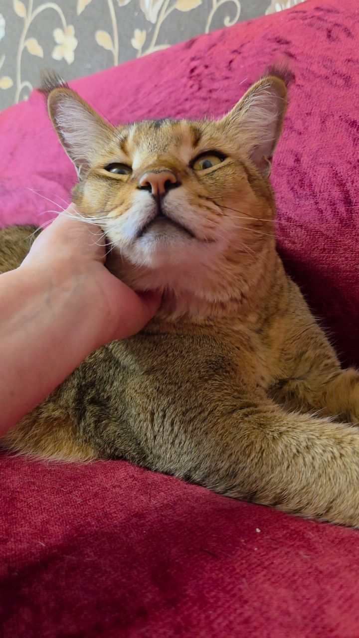 afina_zeus в LOOKY. #кот,#кошки,#кошка,#коты,#мыизкотограма,#большиекошки,#редкиекошки,#красивыекошки,#гибридныекошки,#видеомомент,#видосики,#рилсы,#жизнькота,#хвостатый_друг,#looky,#looky_official,#looky_контент,#looky_кошки. Идеальный человек дл...