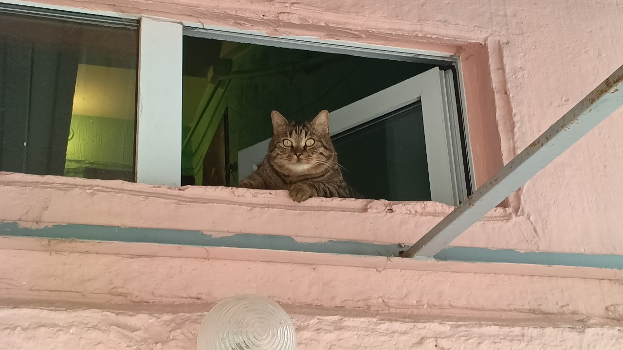 Медведь в LOOKY — публикация