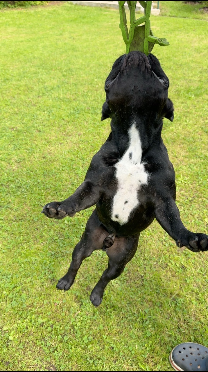 phil_beautiful в LOOKY. . 🤍🖤🐾