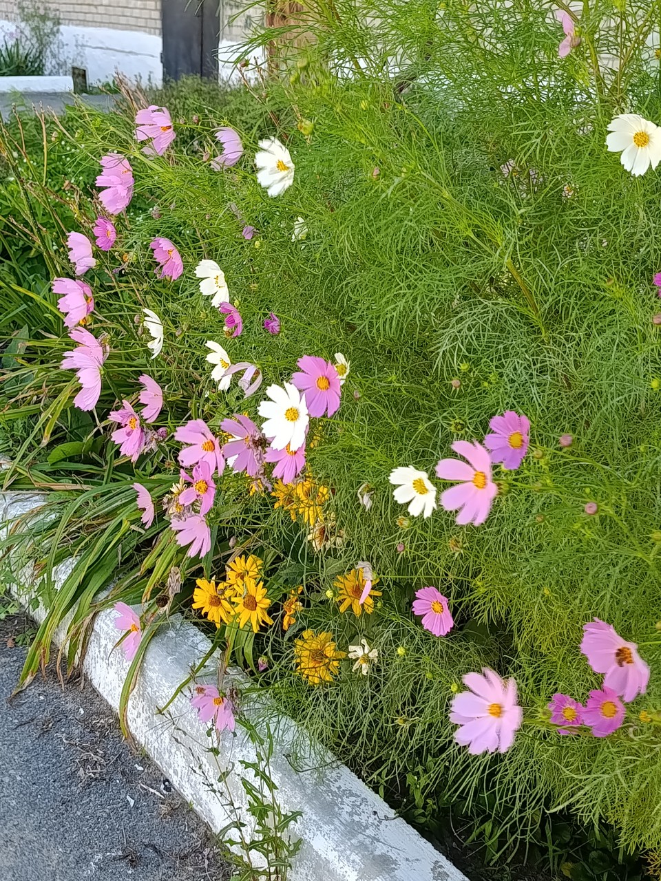 nadya_kokuruna_ в LOOKY — фото 5