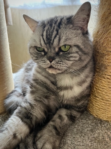 british_mars_cat в LOOKY. . 