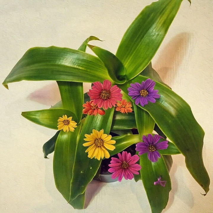 MicroGreens from Ladymari в LOOKY. . 🌿 ЗОЛОТОЙ УС: ВАШ Д...