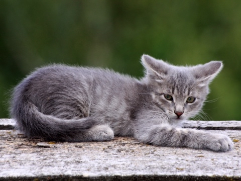yuriy23 в LOOKY. #котёнок,#кот,#кошка,#питомец,#усылапыхвост,#домашниеживотные,#деревня,#природа,#cat,#kitten,#pets,#village,#nature,#природавокругнас,#природарядом,#природаРоссии,#Россия,#крыша,#село. Котёнок / #котёнок #...