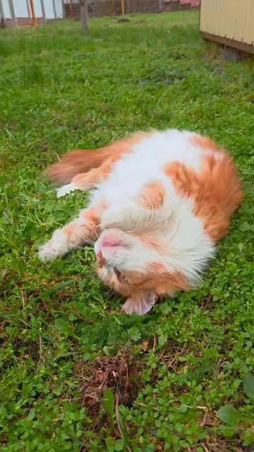thecatrysia в LOOKY. #cat,#spring,#кошкаблогер,#instacatsworld,#mainecoon. Друзья!
Я тут провер...