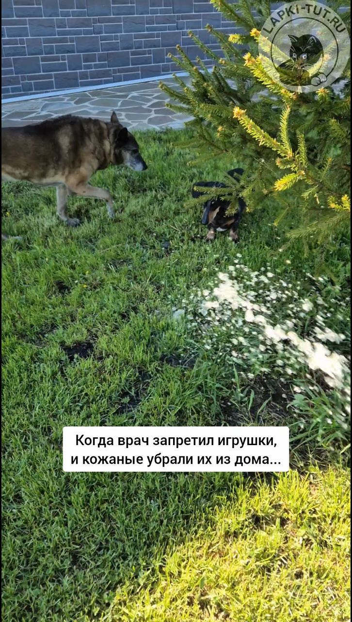 lapkitutru в LOOKY. #лапкитут,#игрушкидлясобак,#собакавдоме,#таксытакиетаксы. Никогда не сдавайся ...