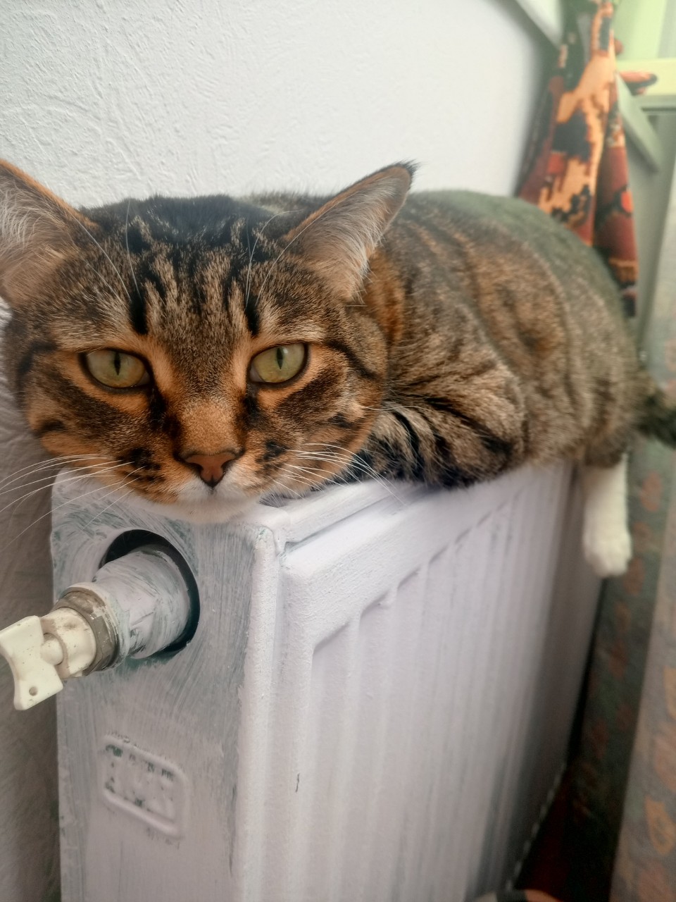 Александра Соколова в LOOKY. . Мой кот явно устал о...