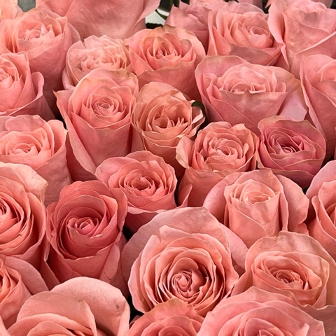 nikolai_flowers в LOOKY. #шахтыцветы,#шахтырозы,#цветышахты,#розышахты,#цветывшахтах,#дгтушахты,#блокнотшахты,#шахтыгород,#городшахты,#shakhty,#shachty,#shahty. Розы на любой вкус 
...