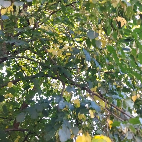 Дама с собачкой в LOOKY. . Ну какая же красивая...