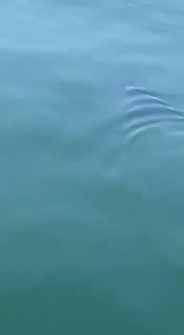 Объявления УССУРИЙСК в LOOKY. . 🦈 Огромная тень пря...