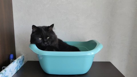 bsa2vl в LOOKY. #кот,#котик. Доброго времени суто...
