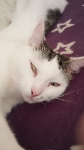 Looky_1719322187938 в LOOKY. . Кошка