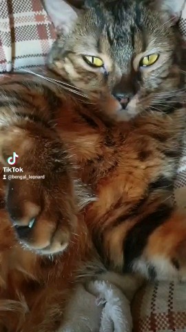 bengal_leonard19 в LOOKY. . Всем приветики 👋 🤗...