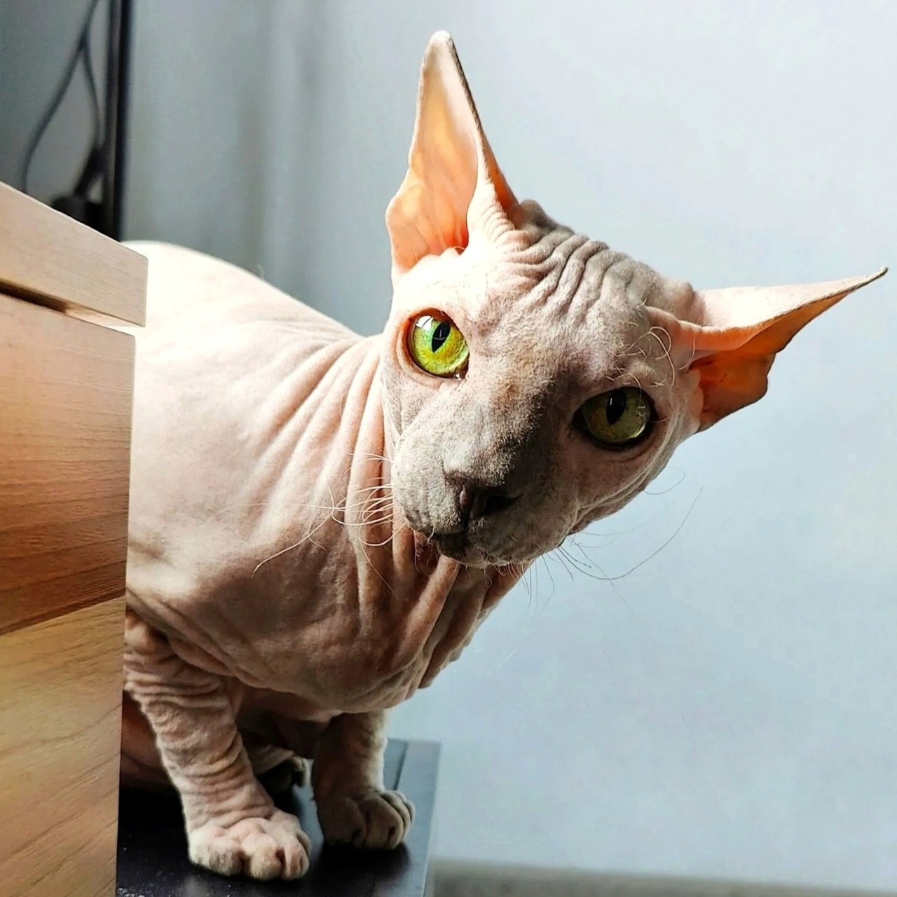 eva_sphynx_cat в LOOKY. #сфинкс,#sphynx,#донскойсфинкс,#кошка,#котики,#котэ,#лысая,#evasphynxcat,#мыизкотограмаlooky,#looky_official,#looky,#LOOKY_контент,#looky_you,#you. Привет, привет, прив...
