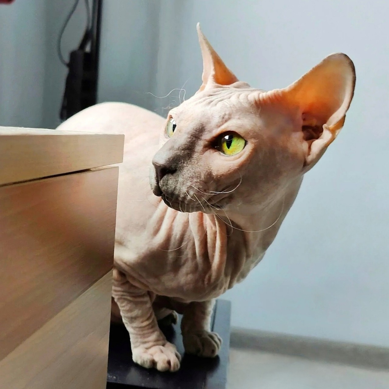 eva_sphynx_cat в LOOKY — фото 2