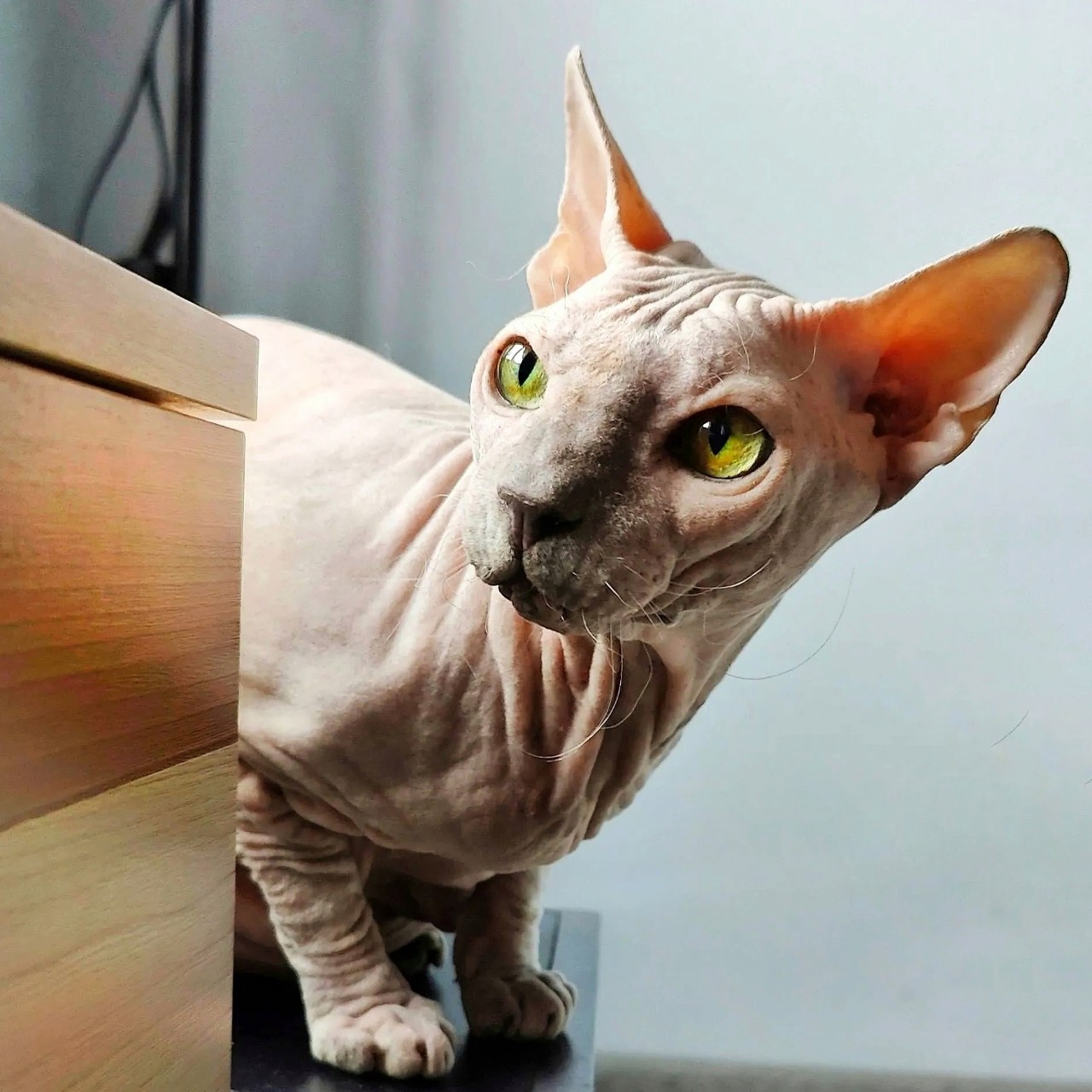eva_sphynx_cat в LOOKY — фото 3