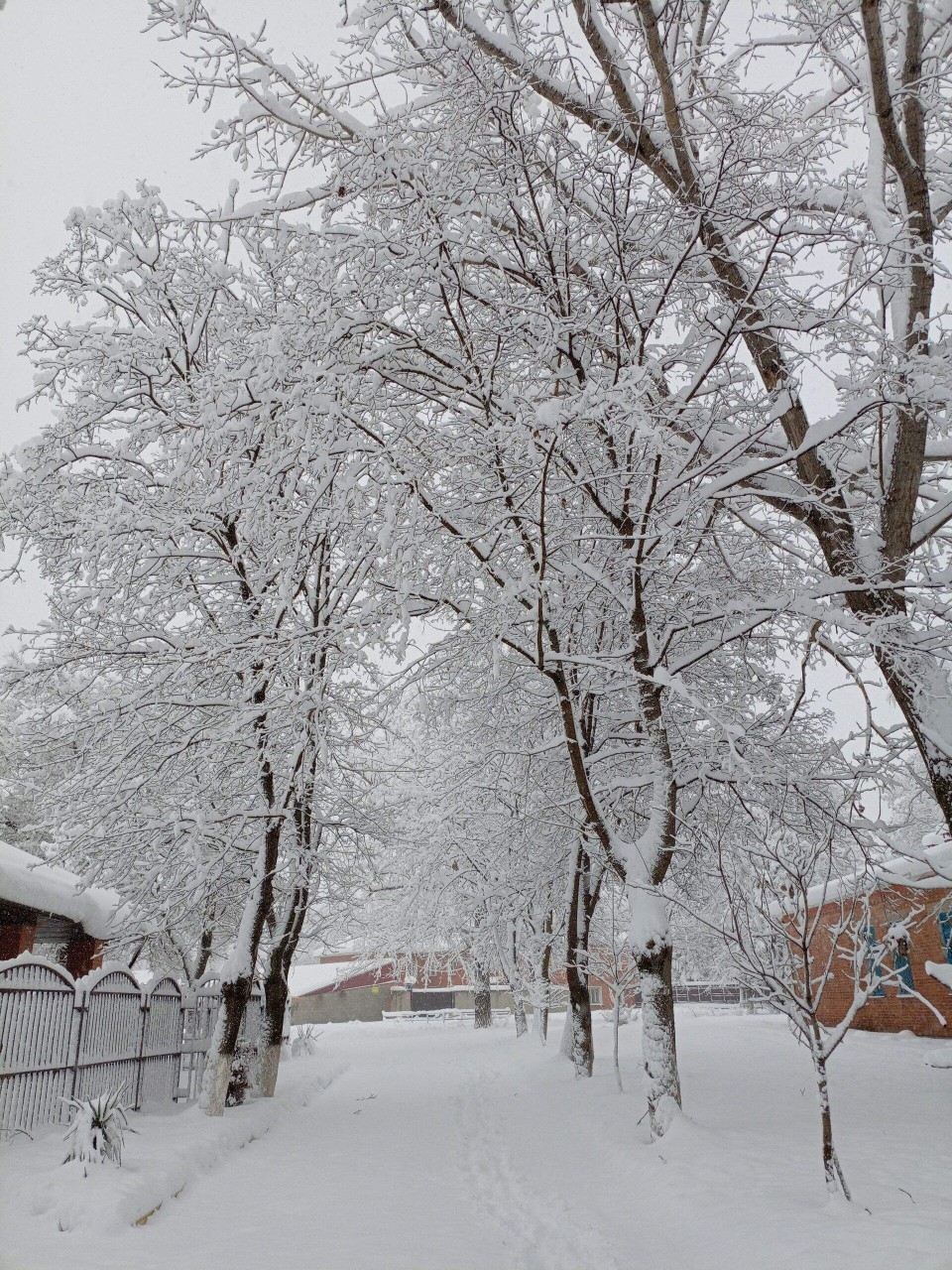 Олеся в LOOKY. . 