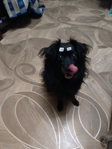 raspopin.tolik в LOOKY. . Собака qr код
