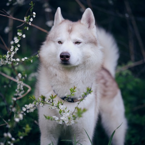husky_easy в LOOKY. #husky,#siberianhusky,#huskyphotography,#huskygram,#huskylove,#huskylovers,#huskylovingclub,#huskylife,#allthingshusky,#instahusky,#huskyofinstagram,#huskypics,#huskiesreq,#huskiesofinstagram,#huskyrussia,#dogsofinstagram,#igcutest_animals,#ilovehusky,#justhuskies,#bestwoof,#dog_features,#dogs_of_world,#dogphotography,#excellent_dogs,#хаски,#хаскифото,#хаскивмоскве. #husky #siberianhusk...
