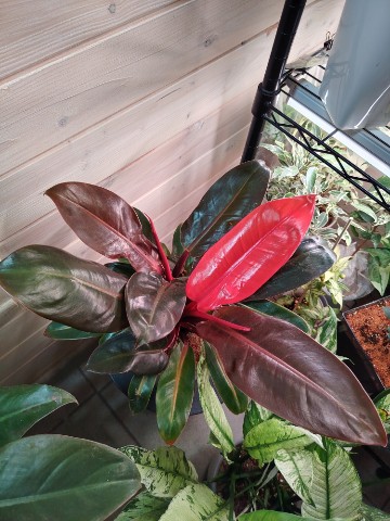 lanaVi в LOOKY. #Philodendron. #Philodendron
Яркий ...