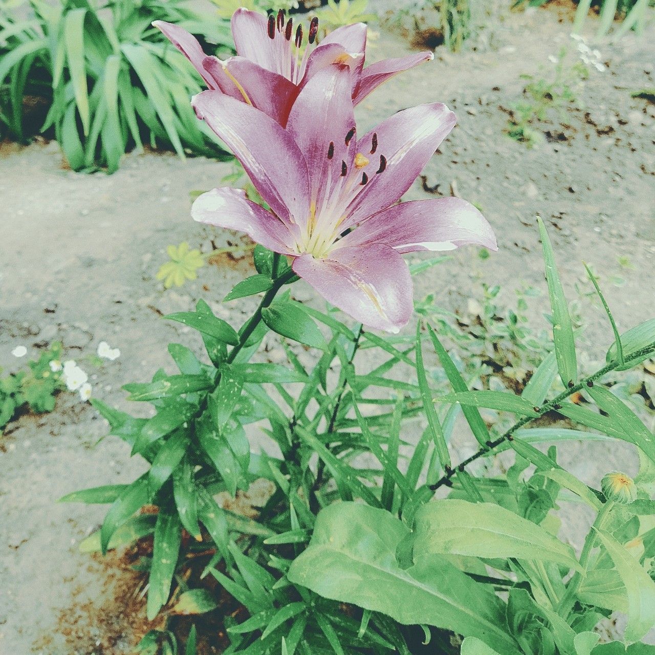 а тем временем коллекция цветов в моём дворе пополняется🌺💐🌸

[#лето ](лето)[#природа ](природа)[#природавокругнас ](природавокругнас)[#доммилыйдом ](доммилыйдом)[#цветы ](цветы)[#цветочки ](цветочки)[#эстетика ](эстетика)[#chilling ](chilling)[#aesthetic ](aesthetic)[#core ](core)[#nature ](nature)[#summer ](summer)[#summertime ](summertime)[#summervibes ](summervibes)[#flowers ](flowers)[#holidays ](holidays)[#holiday_2u ](holiday_2u)[#home ](home)[#vibe ](vibe)